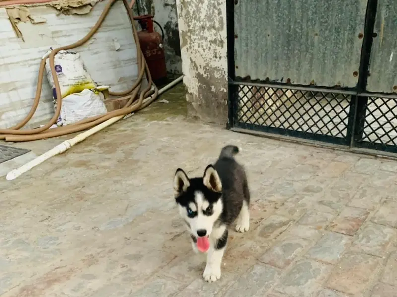 Fauna pets services, photo 4