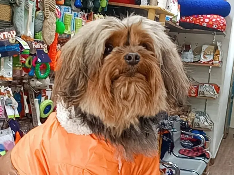 Tail pets- pet shop - Dog grooming, photo 2