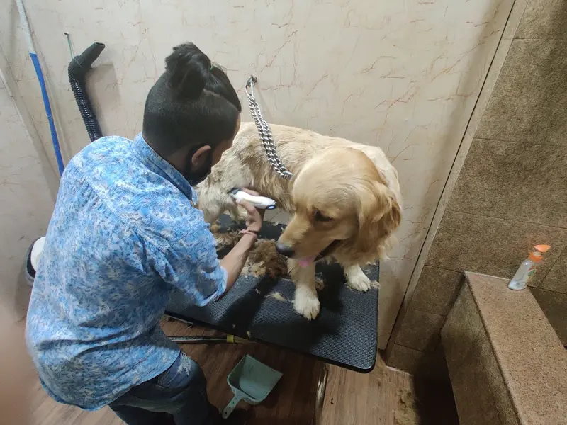 Tail pets- pet shop - Dog grooming, photo 3