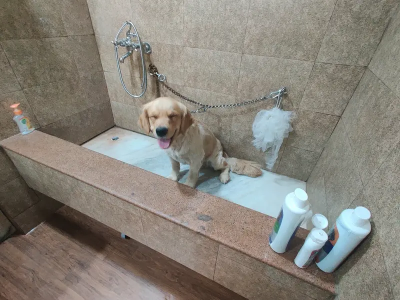 Tail pets- pet shop - Dog grooming, photo 4