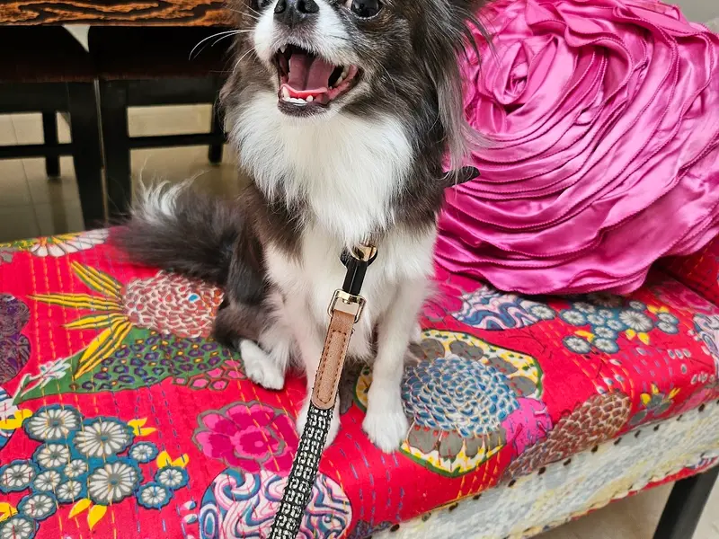 Zigly Pet, photo 4