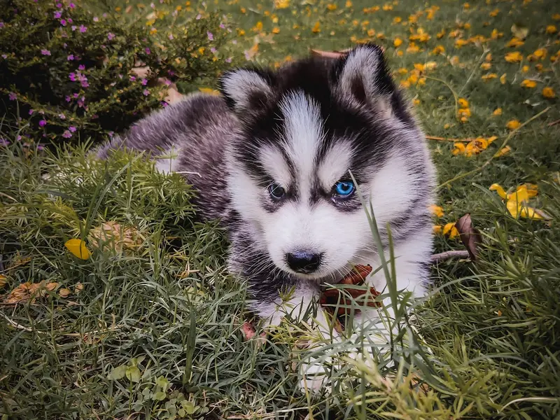 9Paws, photo 2