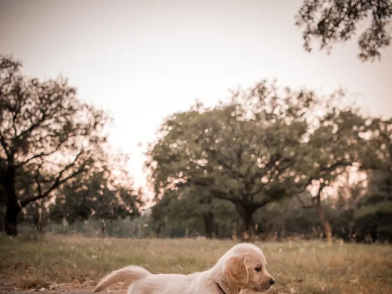 9Paws, photo 4
