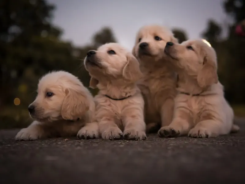 9Paws, photo 5