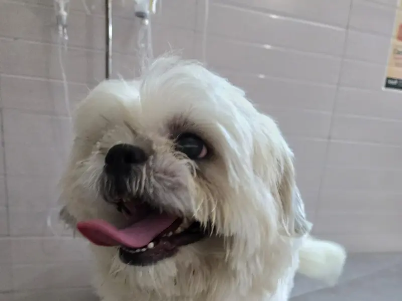 Pet Smile - Clinic & Grooming, photo 2