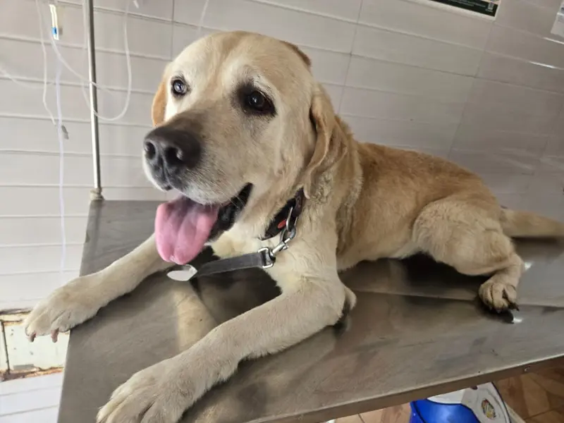 Pet Smile - Clinic & Grooming, photo 3