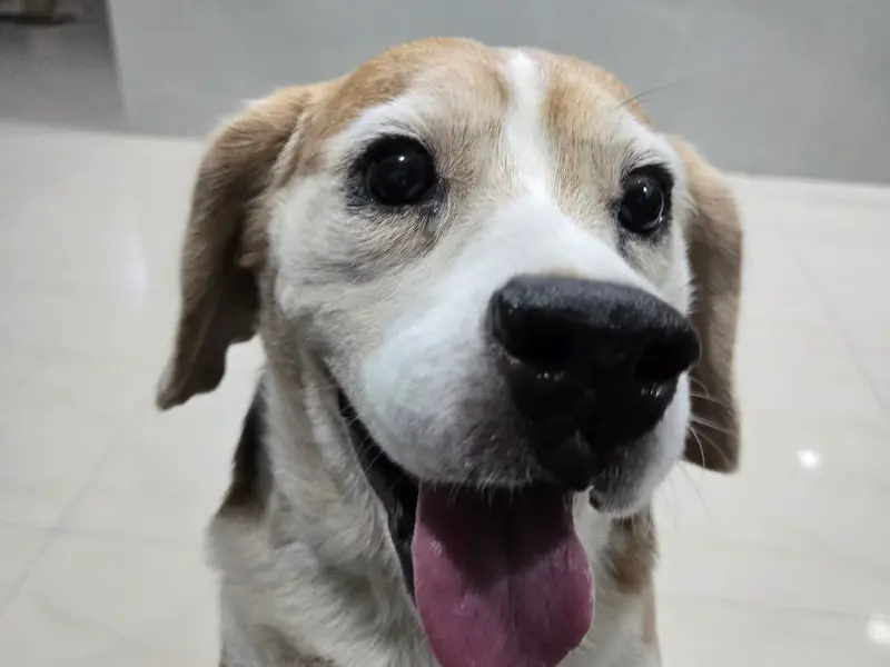 Pet Smile - Clinic & Grooming, photo 4