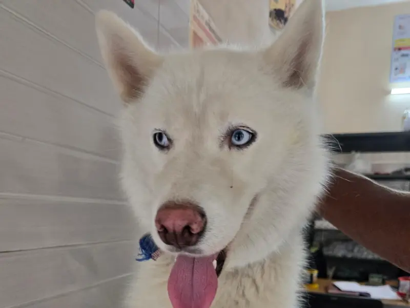 Pet Smile - Clinic & Grooming, photo 5