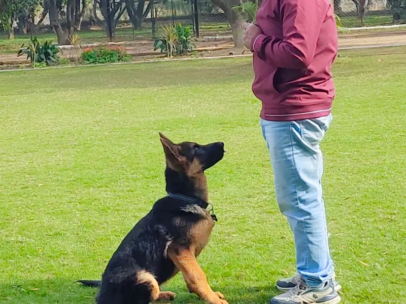 Dog Training Centre - (chandigarh/Mohali), photo 2