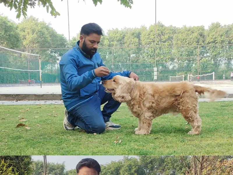 Dog Training Centre - (chandigarh/Mohali), photo 4