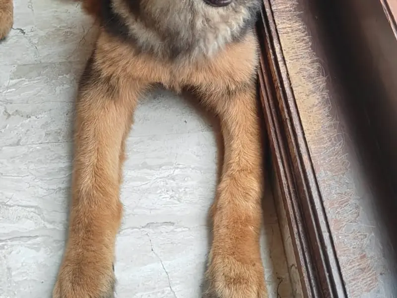 Pet Pulse - Grooming & Veterinary, photo 2