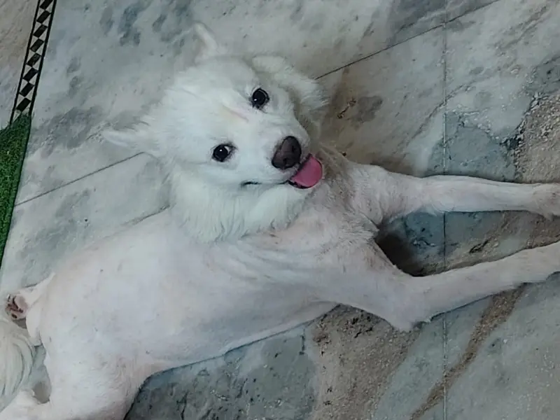 Pet Pulse - Grooming & Veterinary, photo 3