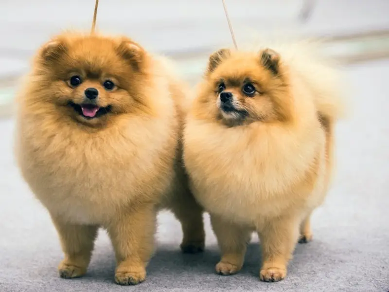 DOG PETS BY | Pets Sale & Purchase | Pet shop in Chandigarh, photo 2