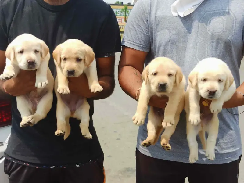 DOG PETS BY | Pets Sale & Purchase | Pet shop in Chandigarh, photo 4
