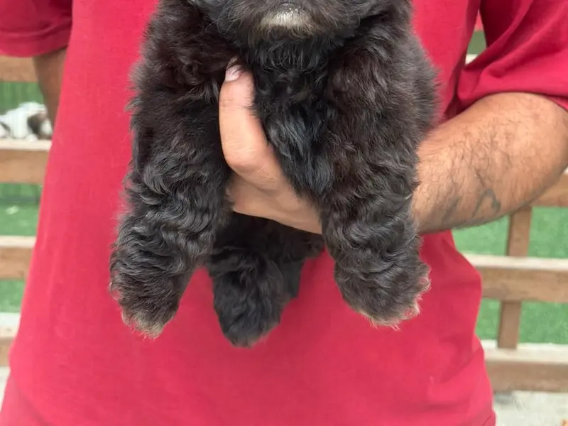 DOG PETS BY | Pets Sale & Purchase | Pet shop in Chandigarh, photo 5