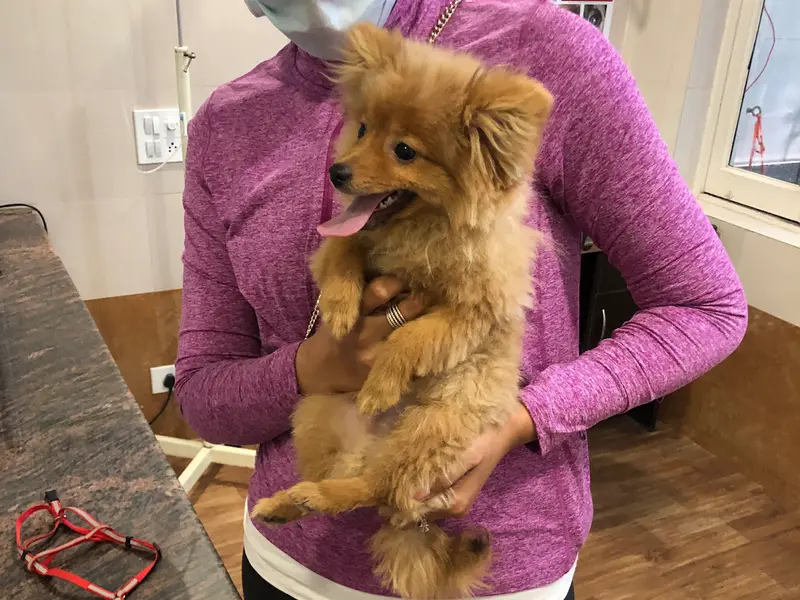 PETS & US, photo 4