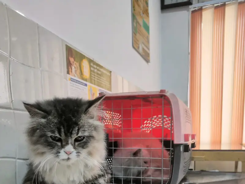 Pawsitive Steps Pet Care, photo 3