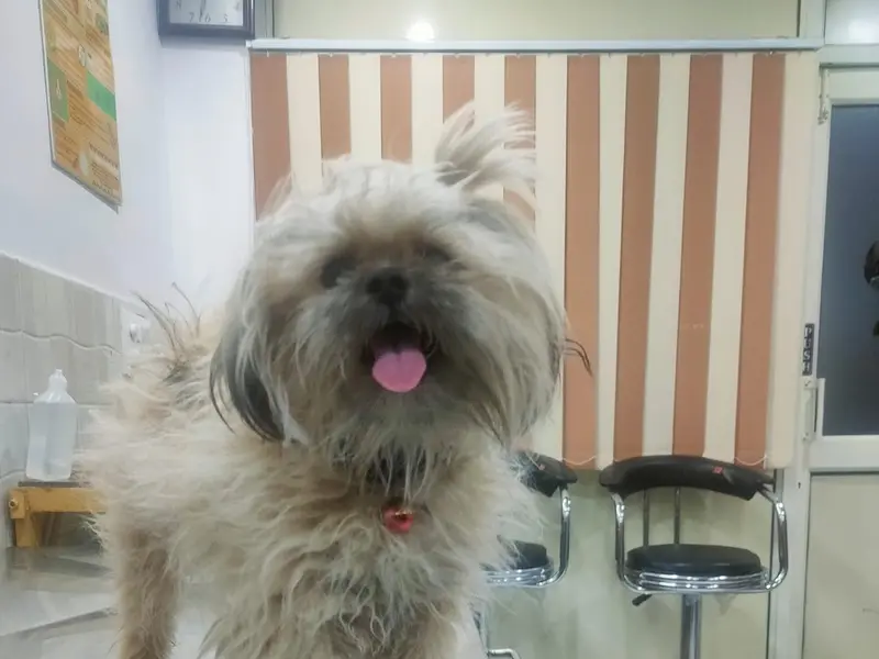 Pawsitive Steps Pet Care, photo 5