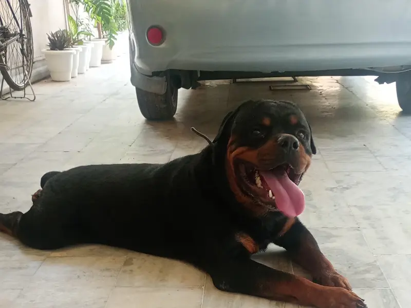 Naanke pet boarding And Day Care Services, photo 5