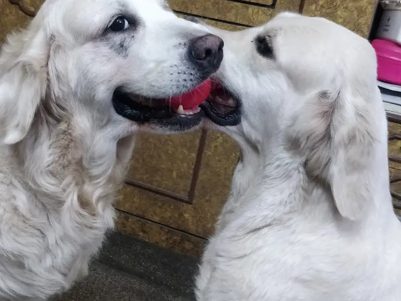 DOGSPLAY, photo 3