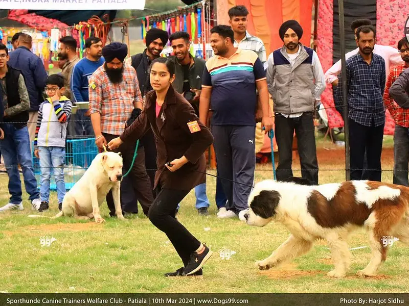 DOGSPLAY, photo 5