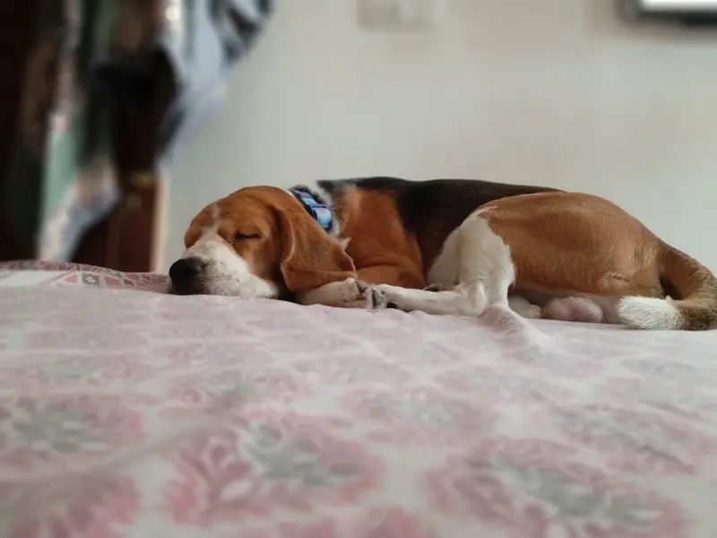 Homestay Dog Boarding, photo 2