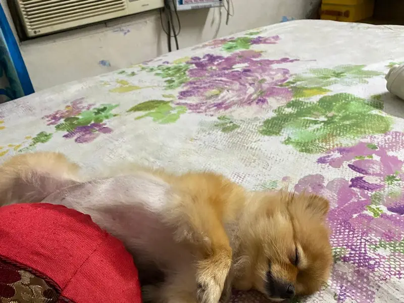 Homestay Dog Boarding, photo 3