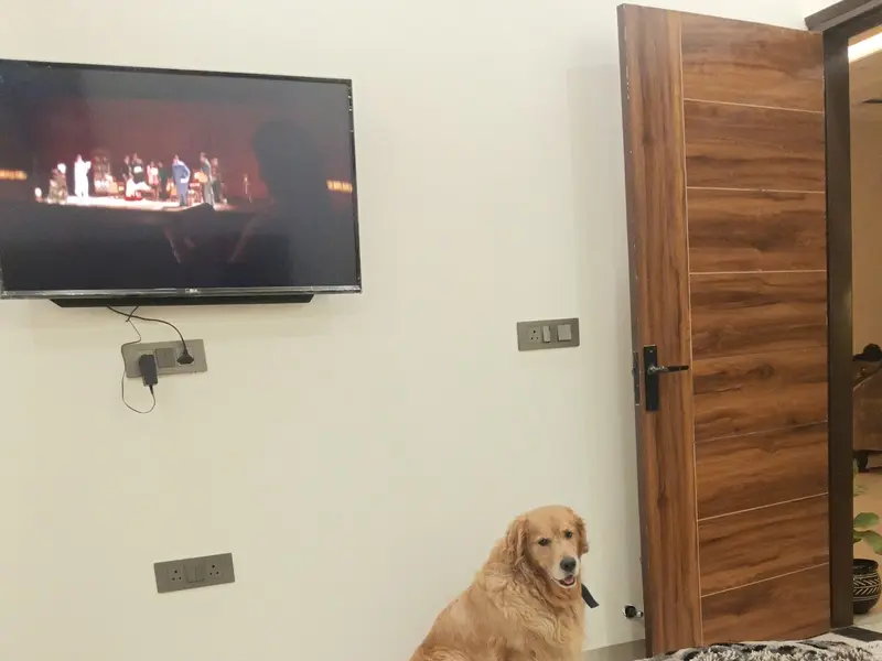 Homestay Dog Boarding, photo 4