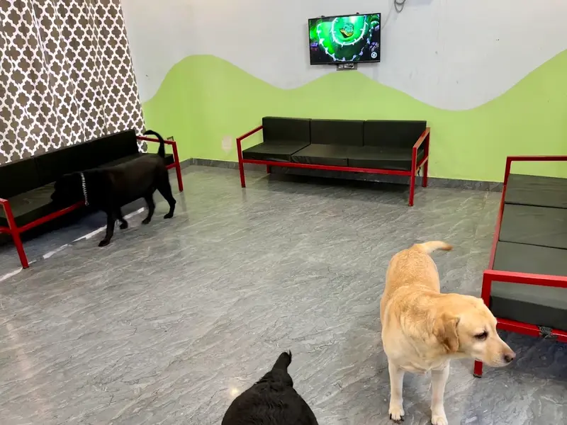 Imperial Dog Hostel & Boarding, photo 3