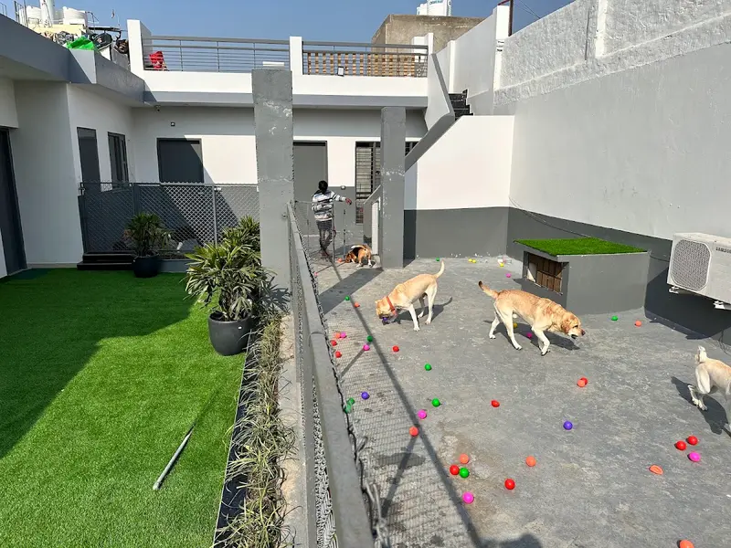 Imperial Dog Hostel & Boarding, photo 4