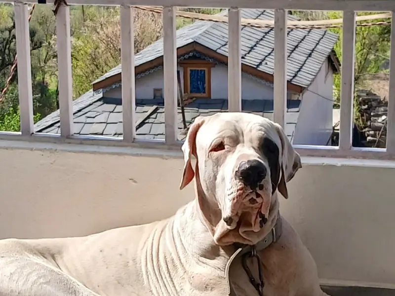 Pet Buddy's, photo 3