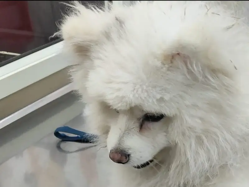 Pet Buddy's, photo 5