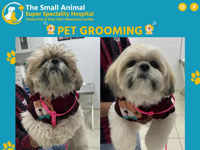The Small Animal Pet Hospital, photo 3