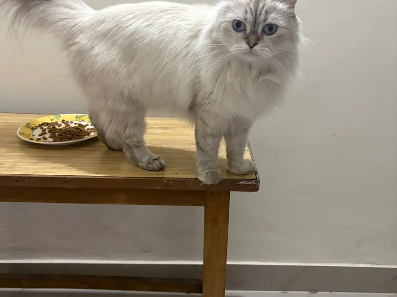 UNIQUE PET STORE, photo 5
