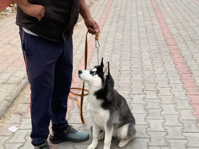 Josan dog training centre, photo 3