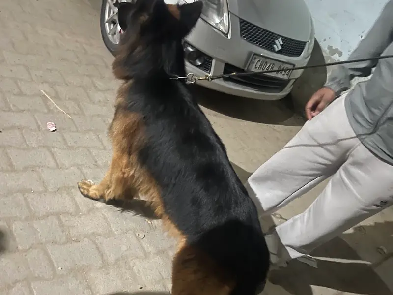 Josan dog training centre, photo 5