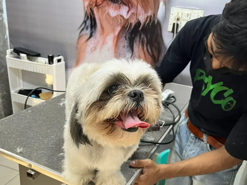 Pet Bazar, photo 2