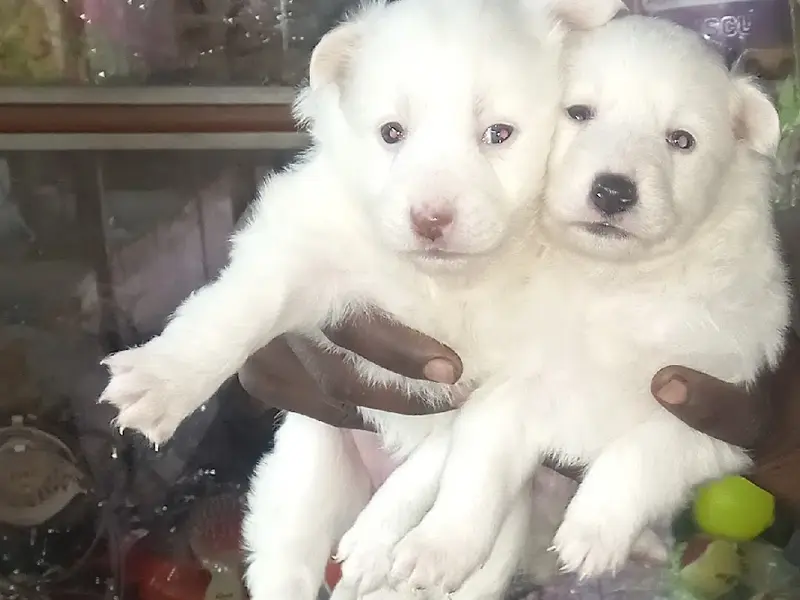 Jassi Gold Aquarium Pet Dogs & Birds, photo 2