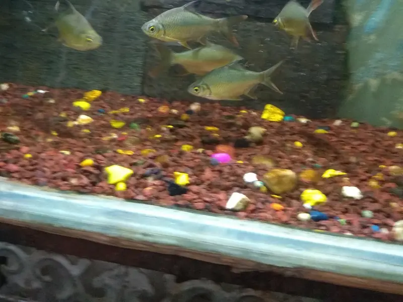 Jassi Gold Aquarium Pet Dogs & Birds, photo 3