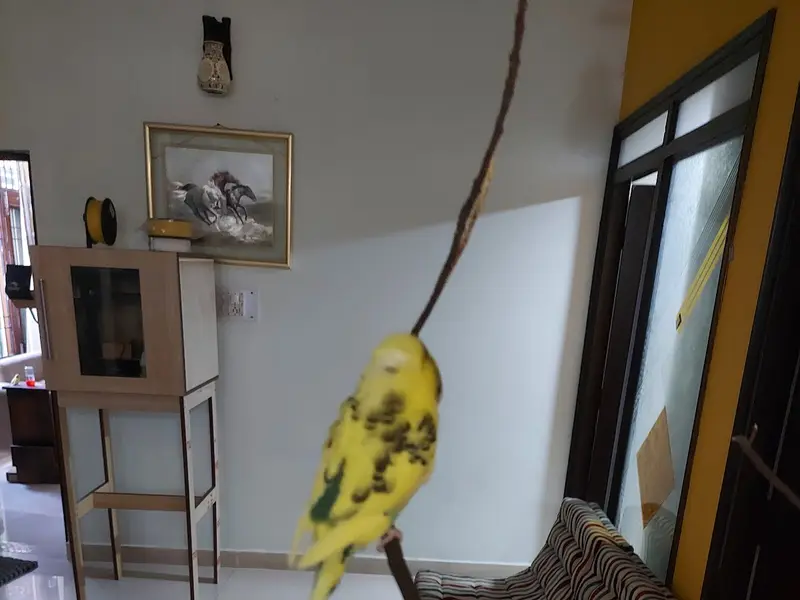 Jassi Gold Aquarium Pet Dogs & Birds, photo 4