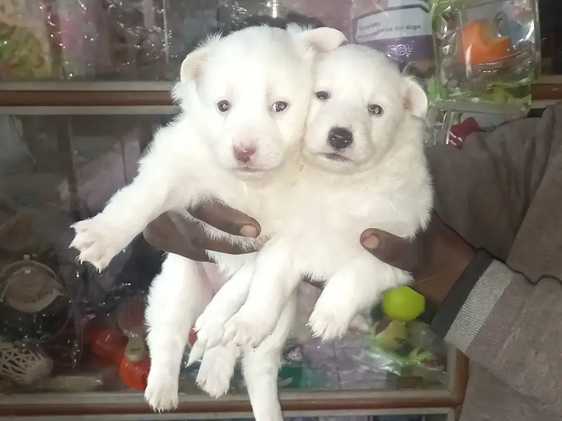 Jassi Gold Aquarium Pet Dogs & Birds, photo 5