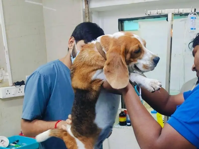 SKS Veterinary Hospital, photo 2