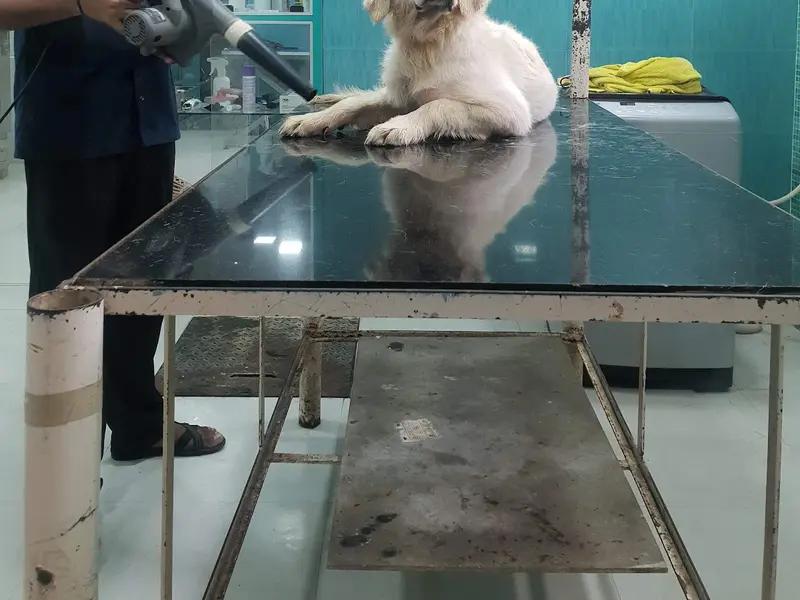 SKS Veterinary Hospital, photo 3