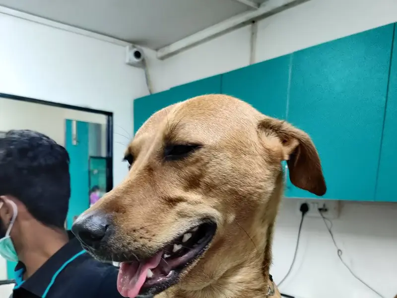 SKS Veterinary Hospital, photo 4