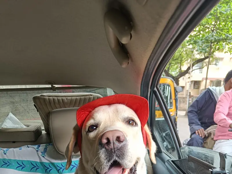 Pune Chennai dog training academy, photo 3