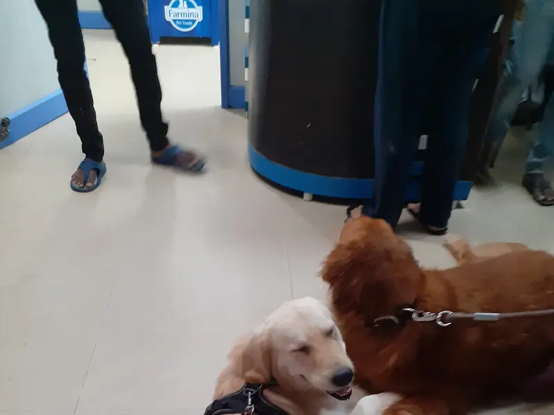 JP Pet Speciality Hospital, photo 2