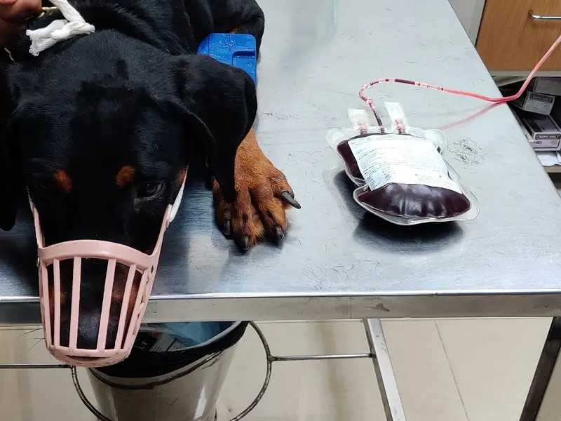 JP Pet Speciality Hospital, photo 4