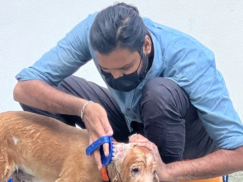 the basky's bark club mobile dog grooming, photo 2