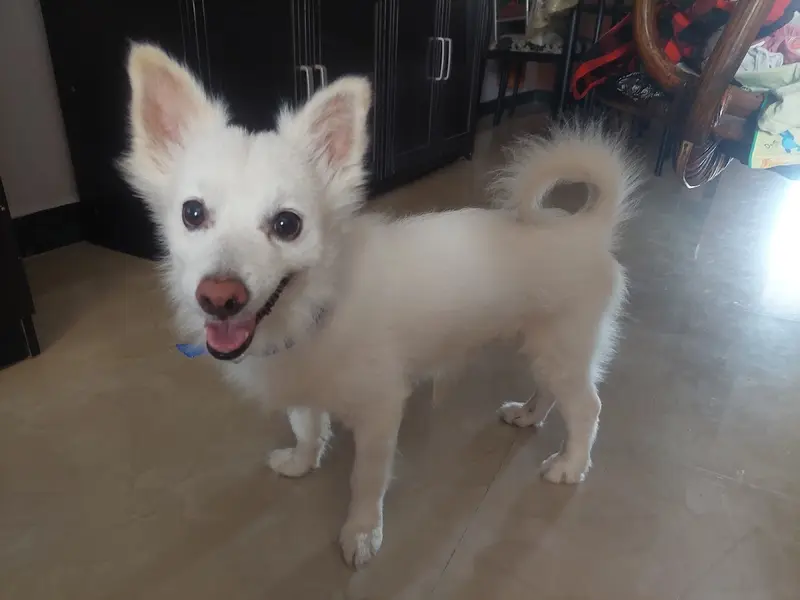 the basky's bark club mobile dog grooming, photo 3