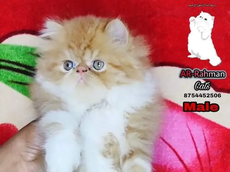 AR RAHMAN Chennai Persian kittens and cats in sales, photo 2